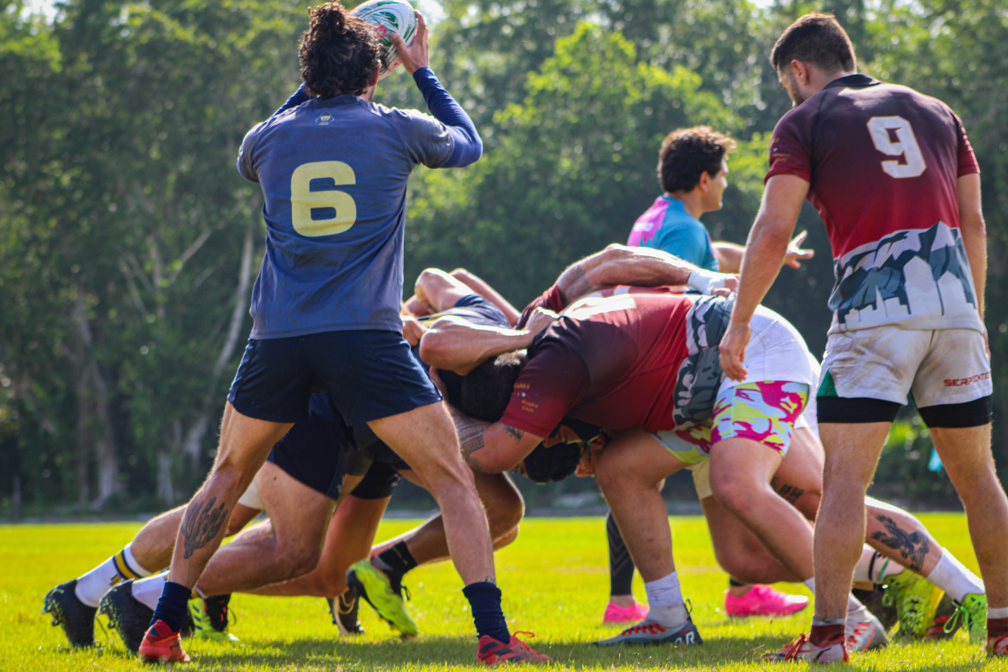 Aardvarks in action 8